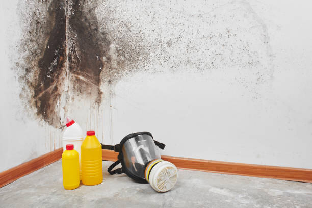 Best Crawl Space Mold Removal  in Desert View Highlands, CA