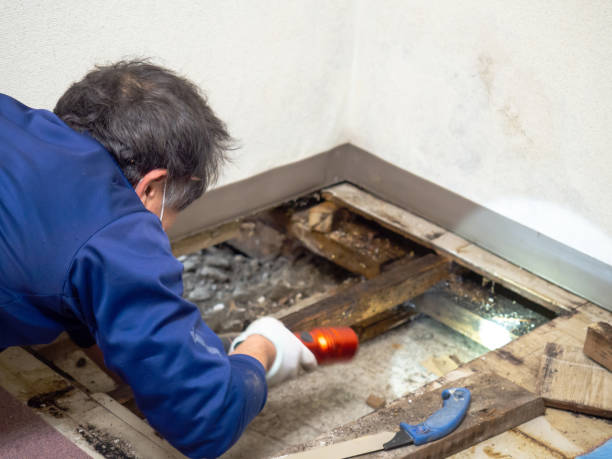 Best Fast Mold Removal  in Desert View Highlands, CA