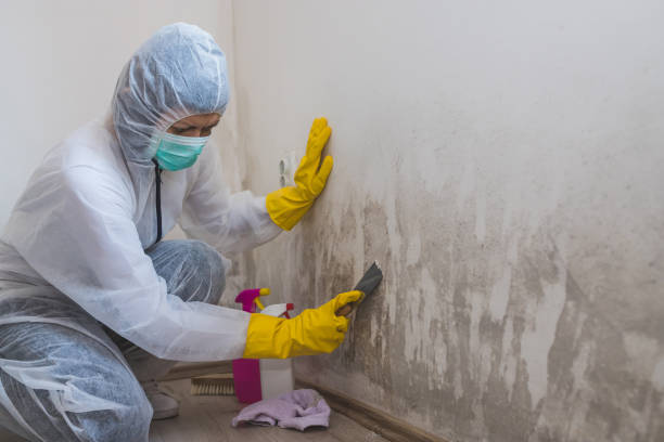 Certified Mold Removal in Desert View Highlands, CA