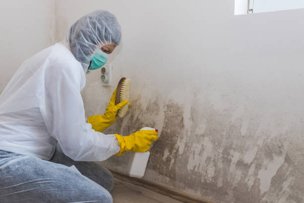 Best Commercial Mold Removal  in Desert View Highlands, CA
