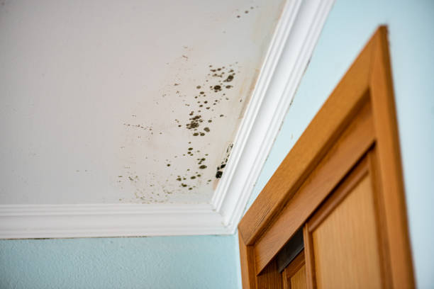 Best Mold Remediation  in Desert View Highlands, CA