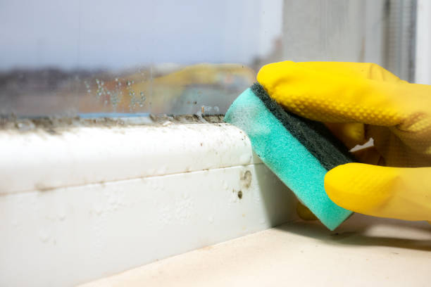 Home Mold Removal in Desert View Highlands, CA