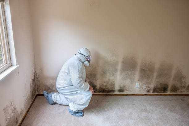 Mold Removal Process in Desert View Highlands, CA