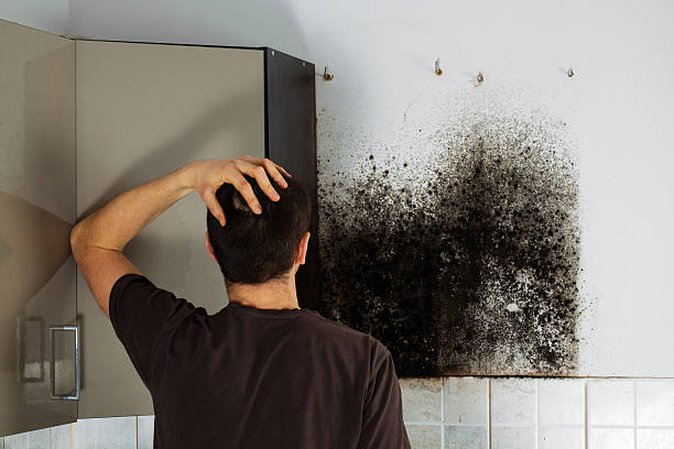 Desert View Highlands, CA Mold Removal Company