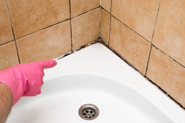 Best Certified Mold Removal  in Desert View Highlands, CA