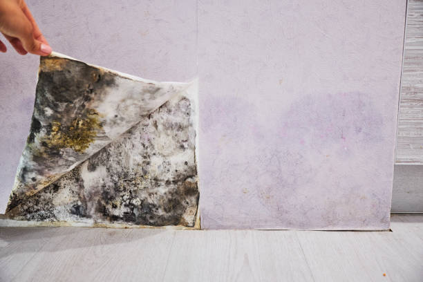 Best Attic Mold Removal  in Desert View Highlands, CA